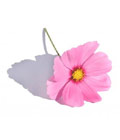 Avatar von Flower